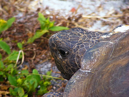 tortuga gopher, gopherus polyphemus, tortuga, lent, tortuga terrestre, gatejar, animal, dur, cap, rèptil, armadura, salvatge, constant, resolt, lehigh acres, florida, shell, un animal, animals a la natura, fauna animal, temes d'animals, dia, vertebrats, primer pla, cap gent, naturalesa, cap d’animals, part del cos dels animals, centrar-se en primer pla, enfocament selectiu, mirant cap a fora, mirant, a l'aire lliure, planta, escala d’animals, ull d’animals, 2K, CC0, domini públic, lliure de regalies