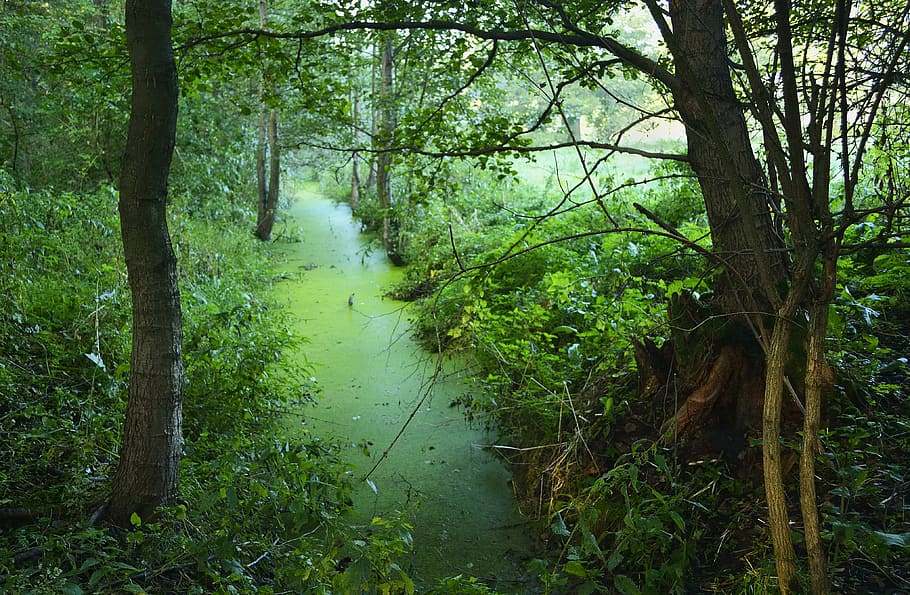 verd, arbre, boscos, vista, pantà, exfoliants, els arbustos, bosc, planta, terra, tranquil·litat, creixement, naturalesa, bellesa a la natura, color verd, tronc de l'arbre, tronc, escenics - natura, escena tranquil·la, cap gent, aigua, dia, branca, a l'aire lliure, 4K
