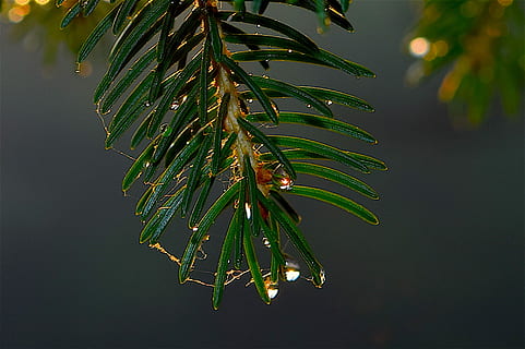 pi, arbre, rosada, pluja, aigua, aigua, gotetes, pi, arbre, pluja, aigua, gota, naturalesa, verd, bosc, branca, estiu, a l'aire lliure, Palmera, full, color verd, cap gent, planta, creixement, part de la planta, bellesa a la natura, primer pla, tirar, humit, centrar-se en primer pla, arbre de coníferes, tranquil·litat, dia, gota de pluja, agulla - part de la planta, fulla de palma, 1080P, CC0, domini públic, lliure de regalies