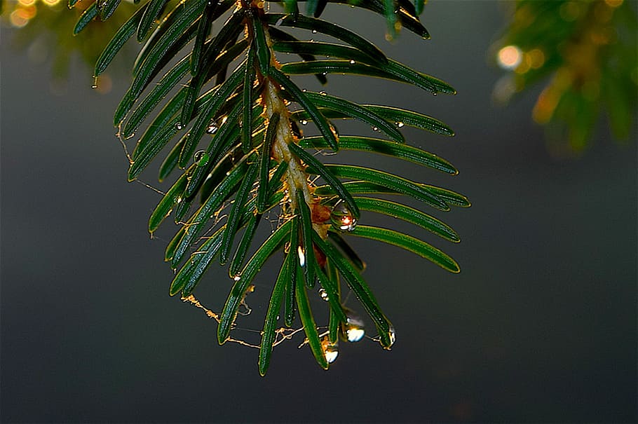 pi, arbre, rosada, pluja, aigua, aigua, gotetes, pi, arbre, pluja, aigua, gota, naturalesa, verd, bosc, branca, estiu, a l'aire lliure, Palmera, full, color verd, cap gent, planta, creixement, part de la planta, bellesa a la natura, primer pla, tirar, humit, centrar-se en primer pla, arbre de coníferes, tranquil·litat, dia, gota de pluja, agulla - part de la planta, fulla de palma, 1080P