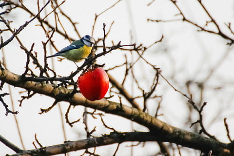 chickadee, kış, elma, kış, elma, şube, kırmızı, ağaç, meyve, çıplak ağaca, gün, kuş, omurgalı, bitki, perching, hayvan yaban hayatı, vahşi hayvanlar, hayvan temaları, hayvan, doğa, sağlıklı beslenme, Gıda, insansız, yiyecek ve içecek, bir hayvan, açık havada, 1080P, CC0, kamu malı, telif ücretsiz