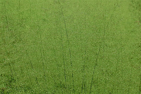 erba, verde, erbe, erba alta, vicino, filo d'erba, natura, prato estivo, nel verde, colore verde, sfondi, fotogramma intero, strutturato, modello, nessuno, pianta, giorno, all'aperto, crescita, avvicinamento, direttamente sopra, terra, prato, campo, campo da gioco, pulito, ambiente, vuoto, 2K, CC0, dominio pubblico, privo di copyright
