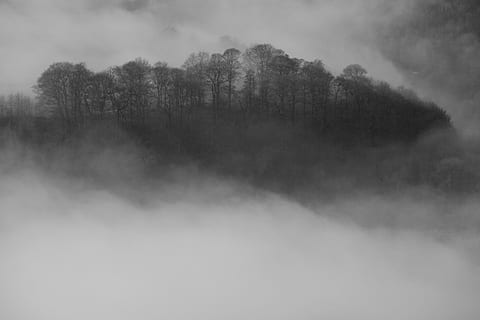 inversion, træer, tåge, landskab, Skov, bakke, natur, udendørs, morgen, vejr, landskabet, dal, træ, plante, sky - himmel, ro, himmel, skønhed i naturen, scenics - natur, ingen mennesker, jord, rolig scene, miljø, dag, ikke-urbane scene, idyllisk, fyrreskov, 5K, CC0, offentligt domæne, royaltyfrie