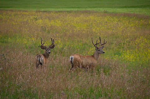 Due, Marrone, cervo, verde, campo, giorno, cervo marrone, terreno edificabile, natura, antilope, animali allo stato selvatico, animale, mammifero, Africa, animali safari, cornuto, area selvaggia, Parco Nazionale, animali selvaggi, savana, all'aperto, Riserva naturale, Africa dell'est, animali e animali domestici, safari, gazzella, fauna selvatica, erba, temi animali, ramificazione, pianta, vertebrato, nessuno, gruppo di animali, terra, animali domestici, bellezza nella natura, albero, erbivoro, 4K, CC0, dominio pubblico, privo di copyright