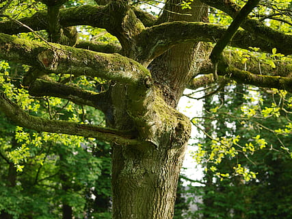 albero, vecchio albero, nodoso, muschio, ceppo, pianta, crescita, tronco d'albero, tronco, natura, ramo, giorno, colore verde, nessuno, Inquadratura dal basso, terra, bellezza nella natura, la tranquillità, concentrarsi sulle conoscenze acquisite, foresta, parte vegetale, all'aperto, foglia, baldacchino di albero, 2K, CC0, dominio pubblico, privo di copyright