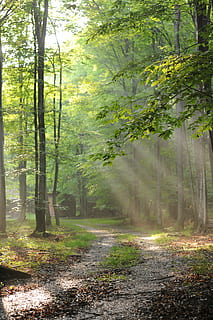 foresta, alberi, raggi, luce, luce del sole, fogliame, modo, sentiero, traccia, natura, verde, estate, legna, le foglie, luminosa, albero, pianta, terra, la tranquillità, bellezza nella natura, direzione, scena tranquilla, la strada davanti, giorno, scenics - natura, crescita, nessuno, scena non urbana, strada, bosco, strada sterrata, all'aperto, pista, 4K, CC0, dominio pubblico, privo di copyright