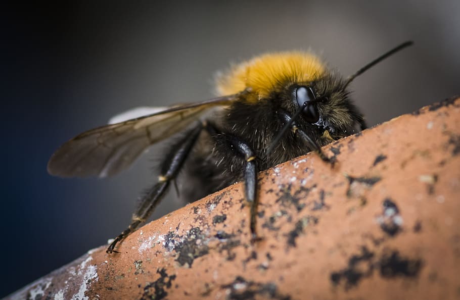 insecte, abella, pol·linitzador, naturalesa, pol·len, bresca, rusc, temes d'animals, invertebrat, un animal, animals a la natura, animal, fauna animal, primer pla, enfocament selectiu, cap gent, sòlid, dia, bellesa a la natura, a l'aire lliure, ala dels animals, rock, rock - object, groc, 2K