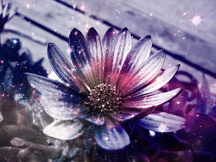 Flower, Light, Effects, Filter, fragility, petal, flower head, close-up, no people, beauty in nature, vulnerability, flowering plant, inflorescence, freshness, growth, plant, water, nature, pollen, purple, drop, outdoors, raindrop, 4K, CC0, public domain, royalty free