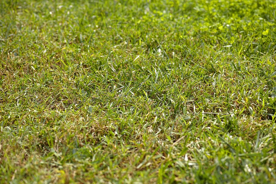herba, textura, rural, horitzontal, macro, dia, estiu, perfecte, jardí, naturalesa, agricultura, Taylor, pau, genial, ambiental, fons, bonic, paisatge, verd, planta, camp, color verd, terra, creixement, marc complet, enfocament selectiu, bellesa a la natura, cap gent, tranquil·litat, a l'aire lliure, primer pla, vista d’angle alt, zona de gespa, llum solar, vulnerabilitat, 4K