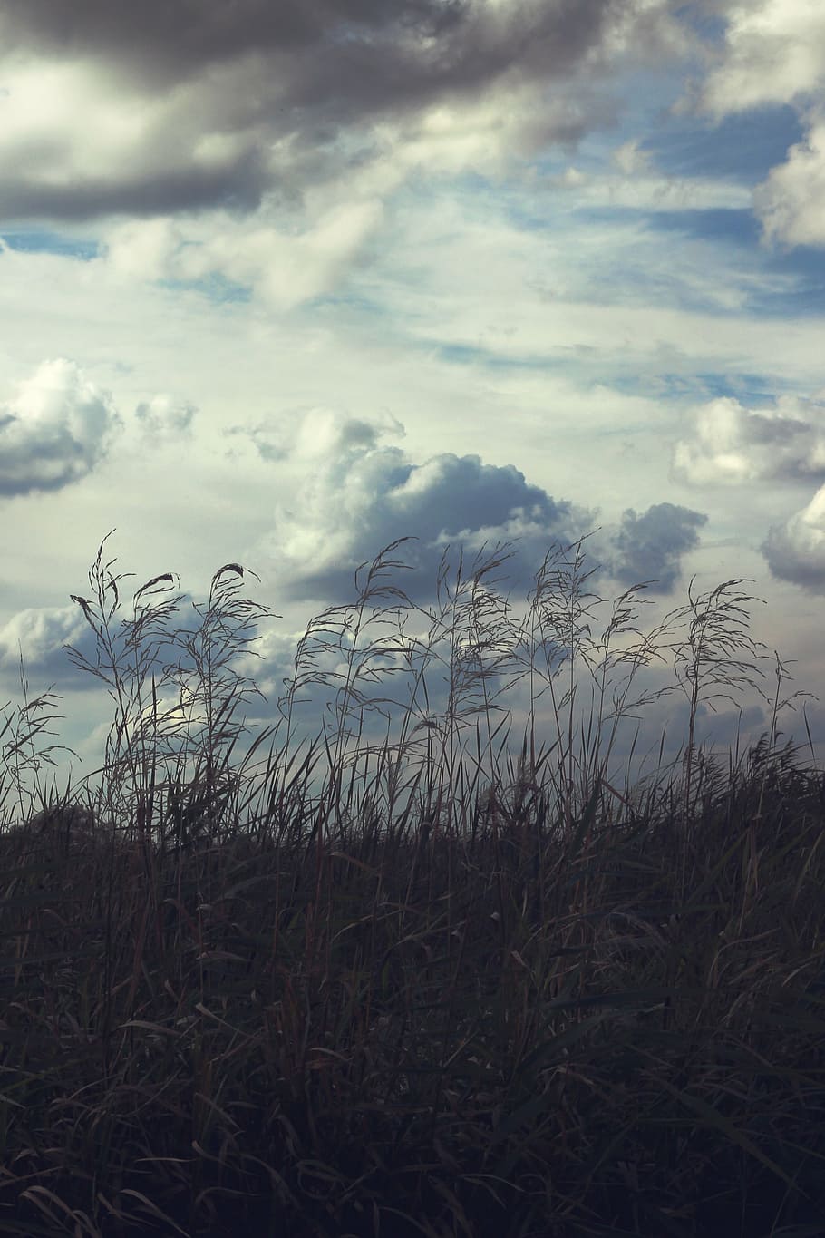 matollar, cel, paisatge, núvols, núvol - cel, planta, bellesa a la natura, creixement, tranquil·litat, terra, naturalesa, camp, escena tranquil·la, escenics - natura, cap gent, herba, dia, medi ambient, a l'aire lliure, escena no urbana, idíl·lic, 4K