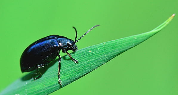 Příroda, insecto, makro, bezobratlý, hmyz, zvířat, zvíře, jednoho zvířete, rostlinné části, zvířata ve volné přírodě, list, zelená barva, detail, část těla zvířete, nikdo, mravenec, rostlina, zoologie, venku, selektivní zaměření, 1080P, CC0, veřejná doména, bez autorských práv
