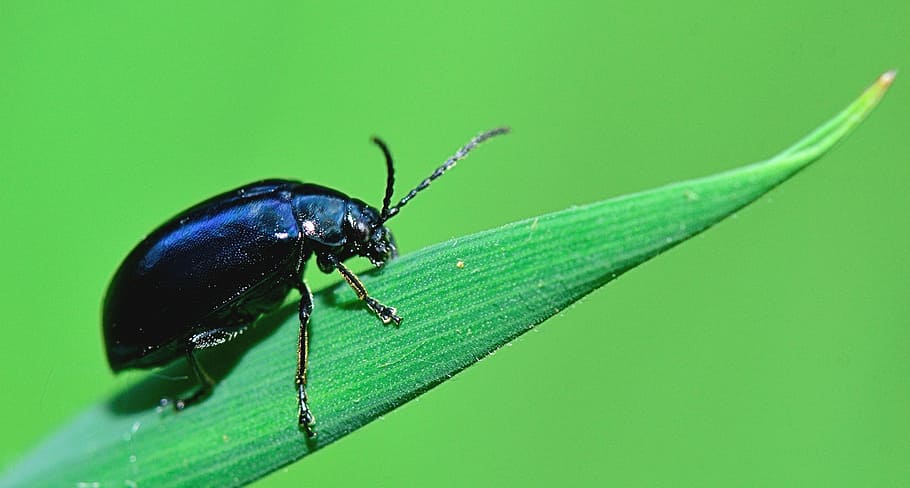 Příroda, insecto, makro, bezobratlý, hmyz, zvířat, zvíře, jednoho zvířete, rostlinné části, zvířata ve volné přírodě, list, zelená barva, detail, část těla zvířete, nikdo, mravenec, rostlina, zoologie, venku, selektivní zaměření, 1080P