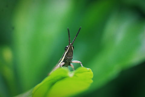 lost, wilderness, black, white, grasshopper perching, green, leaf, insect, bug, nature, wildlife, macro, grasshopper, grass, one animal, animal wildlife, animal themes, animal, invertebrate, animals in the wild, selective focus, green color, close-up, plant part, plant, no people, day, animal body part, animal antenna, outdoors, 4K, CC0, public domain, royalty free
