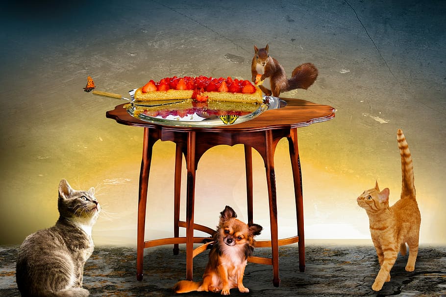 roditore, tavolo, accanto, fragole, animali, comporre, gatto cane, scoiattolo, gatto, cane, farfalla, torta, torta di fragole, sgranocchiare, cibo, mangiare, fantasia, temi animali, animali domestici, un animale, nessuno, mammifero, animale, domestico, gruppo di animali, vertebrato, due animali, canino, gatto domestico, felino, chihuahua - cane, piccolo, 2K