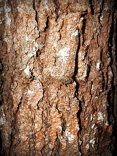Holz, Kofferraum, Baum, Nahansicht, Baumrinde, Baumstamm, texturiert, Vollbild, Hintergründe, Rau, Pflanzenrinde, Pflanze, keine Leute, braun, Muster, Holz - Material, Wachstum, Natur, Borke, verwittert, natürliches Muster, Tag, draußen, Struktureffekt, natürlicher Zustand, 2K, CC0, gemeinfrei, lizenzfrei