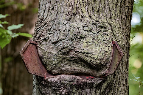 albero, foresta, vecchio, natura, vecchio albero, foresta decidua, elenco, tronco d'albero, giorno, concentrarsi sulle conoscenze acquisite, all'aperto, tronco, pianta, strutturato, crescita, terra, legno - materiale, avvicinamento, corteccia vegetale, abbaiare, ruvido, nessuno, Marrone, parte del corpo, 5K, CC0, dominio pubblico, privo di copyright