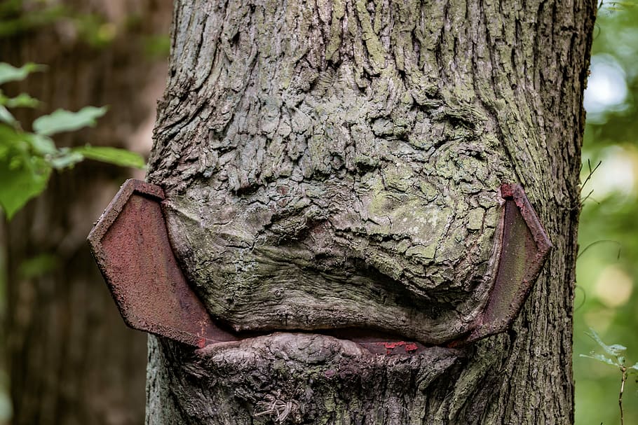 albero, foresta, vecchio, natura, vecchio albero, foresta decidua, elenco, tronco d'albero, giorno, concentrarsi sulle conoscenze acquisite, all'aperto, tronco, pianta, strutturato, crescita, terra, legno - materiale, avvicinamento, corteccia vegetale, abbaiare, ruvido, nessuno, Marrone, parte del corpo, 5K