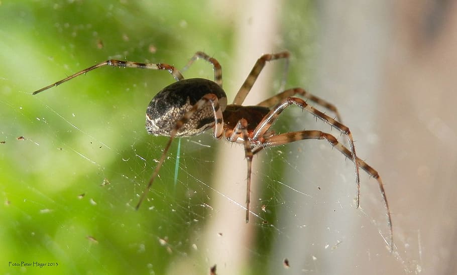 aranya, insecte, web, aràcnids, por, fantasmal, teranyina, horripilant, aracnofobia, verinós, perillós, un animal, temes d'animals, animals a la natura, fauna animal, invertebrat, animal, primer pla, artròpode, fragilitat, naturalesa, centrar-se en primer pla, cap gent, part del cos dels animals, dia, zoologia, a l'aire lliure, cames d’animal, 1080P