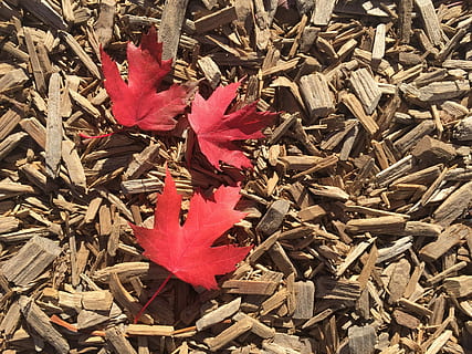 folhas de bordo, maple, folha, toronto, bordo, folha, toronto, Ontário, Canadá, outono, temporada, árvore, natureza, vida, folha de Carvalho, vermelho, folhagem, sai, colorida, ninguém, dia, flor, parte da planta, mudança, plantar, beleza na natureza, seco, campo, vulnerabilidade, visão de alto ângulo, fragilidade, fechar-se, queda, terra, ao ar livre, condição natural, 2K, CC0, domínio público, royalty free