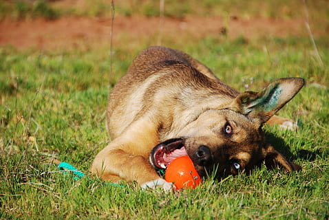 cane, cucciolo, junghans, orecchie, palla, gioca, palla, giocare, erba, un animale, temi animali, nessuno, giorno, animali allo stato selvatico, animale, mammifero, animali domestici, domestico, canino, campo, terra, pianta, vertebrato, natura, parte del corpo animale, giocando, testa di animale, 4K, CC0, dominio pubblico, privo di copyright