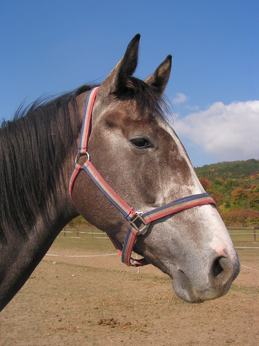 cavall, retrat, cap, halter, animal, bestiar, temes d'animals, mamífer, animals domèstics, nacional, mascotes, fauna animal, vertebrats, un animal, cel, naturalesa, herbívors, part del cos dels animals, animal de treball, dia, camp, terra, brida, cap d’animals, cap gent, a l'aire lliure, vista del perfil, ranxo, ull d’animals, 1080P