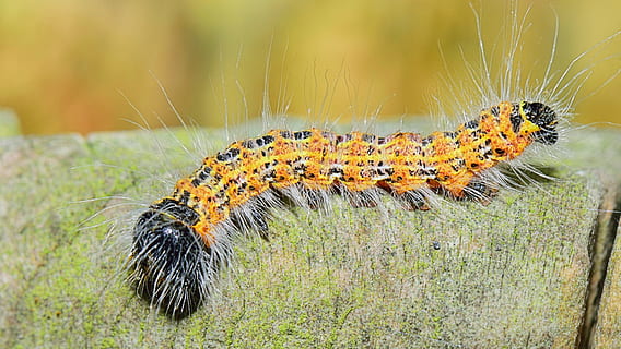 Příroda, červ, pole, larva, popředí, krajina, plodin, plantáž, hmyz, armádní červ, letní, mor, ekologie, ještěrka, plaz, zvířat, zvíře, plazů, fauna, makro, džungle, přírodní, zahrada, oko, teplo, kámen, divoký, život, váhy, bichito, vážka, list, křídlo, voda, řeka, čistá voda, přírodní voda, krystalický, zdroj, bubliny, přehrada, jasnost, zátoka, průhledná voda, čistota, proud, sladká voda, křišťálovou vodu, moře, potok, jednoho zvířete, housenka, bezobratlý, zvířecí chlupy, zvířata ve volné přírodě, vlasy, detail, žlutá, rostlina, část těla, nikdo, končetina, životní prostředí, venku, plazení, noha, zobrazení profilu, zvířecí hlavy, 2K, CC0, veřejná doména, bez autorských práv