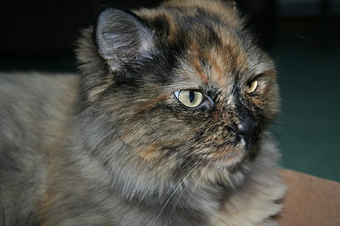 chagrijnige kat, vacht, huisdier, katachtig, knorrig, kat, dier, huiskat, huisdieren, één dier, snorhaar, dierlijke thema's, huiselijk, zoogdier, portret, binnenshuis, dierenhaar, detailopname, dierlijke lichaamsdeel, haar-, kijkend naar de camera, geen mensen, jong dier, dierenkop, Perzische kat, dierlijk oog, 2K, CC0, publiek domein, royaltyvrij