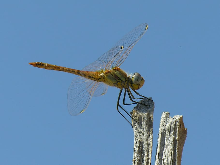 libèl·lula, cel blau, error, ales, naturalesa, estiu, Grècia, insecte, un animal, blau, fauna animal, animals a la natura, temes d'animals, longitud completa, dia, cap gent, animal, ala dels animals, invertebrat, cel, part del cos dels animals, a l'aire lliure, cel clar, llum solar, arbre, planta, ull d’animals, 2K