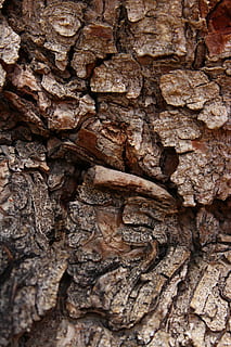 pi, arbre, escorça, textura, marc complet, fons, primer pla, cap gent, tronc de l'arbre, escorça de la planta, tronc, patró, marró, aspre, material de fusta, naturalesa, dia, planta, patró natural, a l'aire lliure, enfocament selectiu, efecte texturat, capes, 5K, CC0, domini públic, lliure de regalies