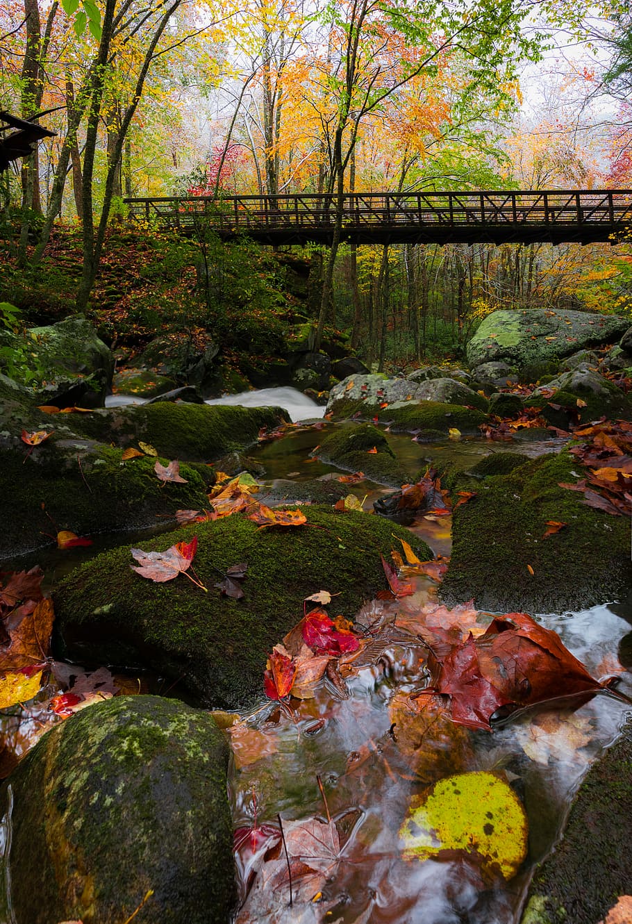 ponte, accanto, verde, alberi di foglie, circondato, alberi, fiume, ruscello, roccia, albero, acqua, autunno, natura, pianta, nessuno, modificare, foresta, giorno, pesce, carpa, carpa koi, colore arancione, all'aperto, bellezza nella natura, lago, terra, parte vegetale, flusso - acqua che scorre, acqua corrente, 5K