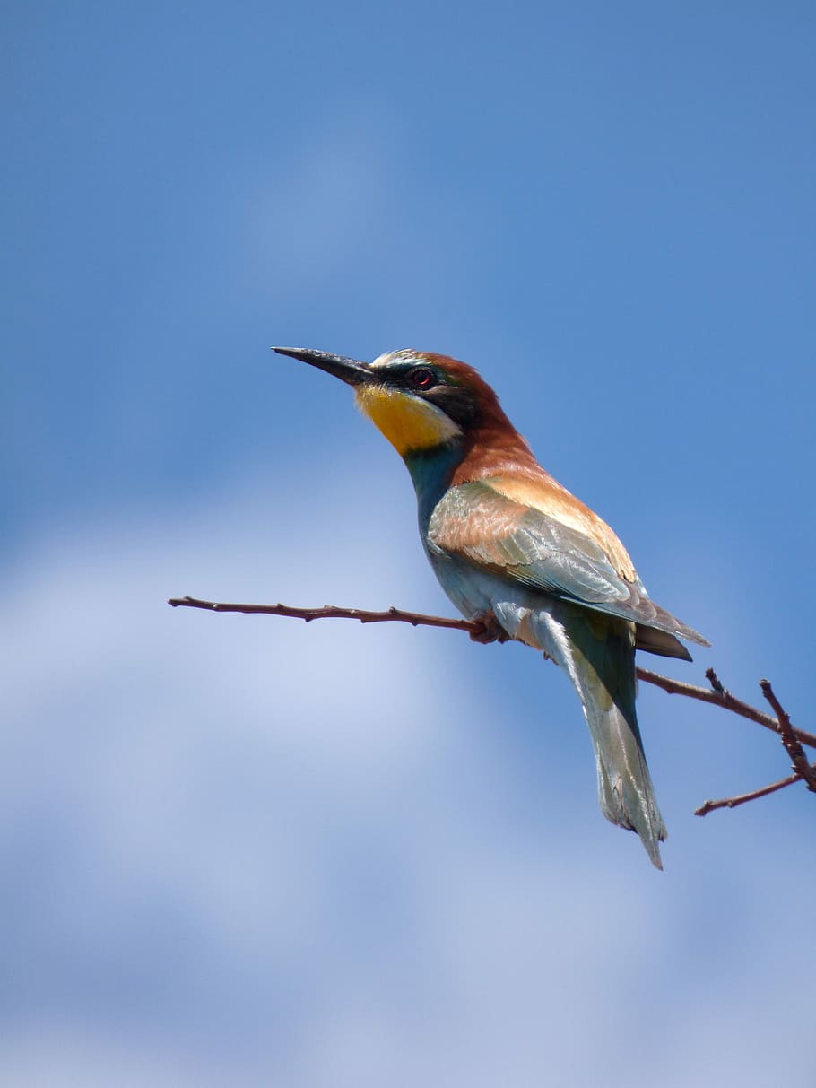 abellerol, merops apiaster, branca, cel, ocells, vida salvatge, animalia, ocell, temes d'animals, animal, vertebrats, un animal, fauna animal, animals a la natura, blau, posat, cap gent, vista d’angle baix, naturalesa, dia, pescat-martell, a l'aire lliure, primer pla, bellesa a la natura, 4K