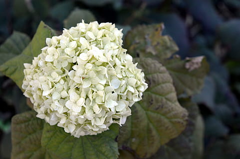 hortenzie, bílý, podzim, hydrangea special, zelená, květiny, zahrada, pupen, rostlina, zelenina, záhon, detailní, makro, okrasné rostliny, zahradní květina, květ, keř, zahradní květiny, Příroda, park, list, detail, kvetoucí rostlina, krása v přírodě, růst, zranitelnost, křehkost, svěžest, bílá barva, zaměřit se na popředí, květu hlavy, okvětní lístek, den, rostlinné části, nikdo, květenství, venku, jaro, kytice, 5K, CC0, veřejná doména, bez autorských práv