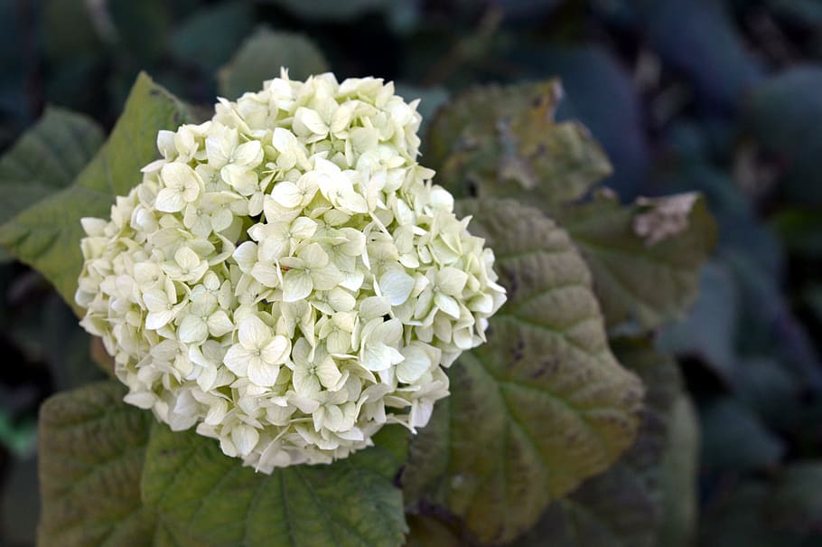 hortenzie, bílý, podzim, hydrangea special, zelená, květiny, zahrada, pupen, rostlina, zelenina, záhon, detailní, makro, okrasné rostliny, zahradní květina, květ, keř, zahradní květiny, Příroda, park, list, detail, kvetoucí rostlina, krása v přírodě, růst, zranitelnost, křehkost, svěžest, bílá barva, zaměřit se na popředí, květu hlavy, okvětní lístek, den, rostlinné části, nikdo, květenství, venku, jaro, kytice, 5K