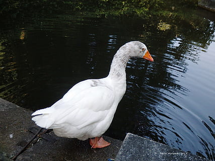 oca, Teich, Weiß, Tiere in freier Wildbahn, Vogel, Tierwelt, Tierthemen, Wirbeltier, Tier, Wasser, See, ein Tier, Natur, weiße Farbe, keine Leute, Tag, Ente, High Angle View, Geflügel, Wasservogel, Schwan, draußen, Tierhals, 4K, CC0, gemeinfrei, lizenzfrei