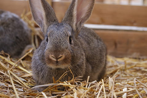 conill, Pasqua, bonic, festa, mascota, esponjós, orelles, mamífer, naturalesa, pelut, poc, nacional, animal, adorable, llebre, dolç, primavera, feliç, un animal, fenc, temes d'animals, animals a la natura, fauna animal, conill - animal, centrar-se en primer pla, vertebrats, rosegador, palla, dia, cap gent, primer pla, planta, animals domèstics, part del cos dels animals, a l'aire lliure, cap d’animals, herbívors, 4K, CC0, domini públic, lliure de regalies