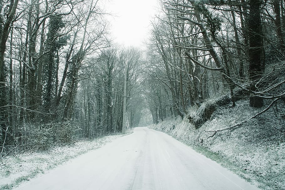 vej, træer, dagtimerne, skov trailway, dækket, sne, sti, Skov, åben vej, vejen frem, træ, retning, vinter, kold temperatur, transportmidler, plante, faldende perspektiv, scenics - natur, bare træ, natur, ro, skønhed i naturen, ingen mennesker, tom vej, dag, jord, udendørs, sner, 4K