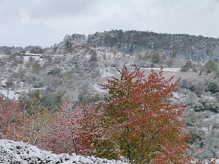 Winter, Winterschlag, Ahorn, Baum, rot, Blätter, Schnee, Herbst, Pflanze, kalte Temperatur, Schönheit in der Natur, ruhige Szene, Himmel, Natur, Ruhe, Szenen - Natur, Wachstum, keine Leute, Tag, Nicht-städtische Szene, Berg, Umgebung, Land, Landschaft, draußen, 4K, CC0, gemeinfrei, lizenzfrei