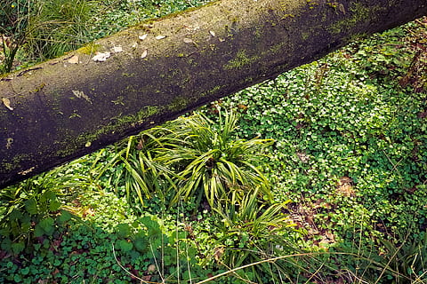 Wald, Landschaft, Lichtung, Bäume, Natur, Grün, Pflanze, Leben, Bodendecker, Idylle, Seefeld, Gras, wunderschönen, sich ausruhen, Wiese, Entspannung, ländlich, szenisch, Naturschutzgebiet, Stimmung, Frühling, Log, Wiederherstellung, Blätter, Geäst, Naturschutz, Feuchtgebiet, Wildpflanze, Sumpf, feucht, sumpfig, Sumpf Gras, Schilf, Gräser, wachsen, Wachstum, grüne Farbe, Tag, High Angle View, keine Leute, Baum, draußen, Land, Ruhe, Schönheit in der Natur, Moos, Pflanzenteil, Blatt, Kofferraum, Nahansicht, Baumstamm, Metall, Sonnenlicht, Flechte, 4K