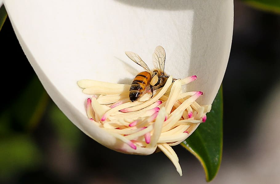 ape, fiore, magnolia, impollinazione, polline, stami, insetto, natura, miele, avvicinamento, animale, macro, temi animali, invertebrato, fauna selvatica, animali allo stato selvatico, pianta fiorita, un animale, fragilità, bellezza nella natura, vulnerabilità, pianta, petalo, concentrarsi sulle conoscenze acquisite, freschezza, testa di fiore, nessuno, all'aperto, ala animale, 1080P