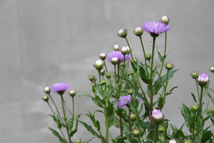 blomst, violet, væg, grå, forår, blomstrer, natur, have, plante, blomster, tæt på, planter, blomstrende, grøn, flor, blomstring, små blomster, kronbladene, lilla, blomsterhoved, kronblad, skrøbelighed, friskhed, blomstrende plante, sårbarhed, skønhed i naturen, vækst, blomsterstand, lyserød farve, ingen mennesker, fokus på forgrunden, knop, plantestamme, plante del, bægerblad, krokus, 2K