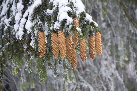 freddo, la neve, natura, alberi, sfondo, sfocatura, rami, avvicinamento, coni, coperto, brina, verde, le foglie, all'aperto, pini, nevoso, bianca, inverno, boschi, temperatura fredda, pianta, giorno, albero, nessuno, crescita, congelato, concentrarsi sulle conoscenze acquisite, bellezza nella natura, ramo, Pino, la tranquillità, terra, pigna, albero di conifere, abete, vestiti caldi, 4K, CC0, dominio pubblico, privo di copyright