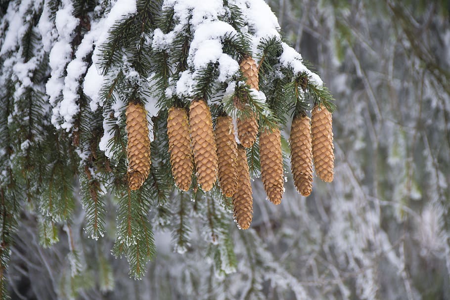 fred, neu, naturalesa, arbres, fons, borrós, branques, primer pla, cons, cobert, gelades, verd, fulles, a l'aire lliure, pins, nevat, blanc, hivern, boscos, temperatura de fred, planta, dia, arbre, cap gent, creixement, congelat, centrar-se en primer pla, bellesa a la natura, branca, pi, tranquil·litat, terra, pinya de pi, arbre de coníferes, avet, roba calenta, 4K
