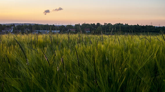 aften, sol, felter, hvede, guld, himmel, aften, sol, romantisk, Abendstimmung, solenergi, aftenhimmel, efterglød, solstråle, gylden, skumring, landskaber, humør, korn, solnedgang, landbrug, natur, vækst, Mark, afgrøde, plante, landskab, jord, korn plante, landlige scene, miljø, ro, scenics - natur, skønhed i naturen, gård, rolig scene, græs, ingen mennesker, majs - afgrøde, udendørs, 4K, CC0, offentligt domæne, royaltyfrie