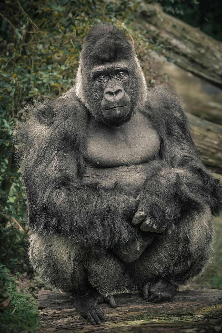 negre, assegut, registre, verd, fulles, arbres, goril·la, mico, zoo, Silverback, animal, veure, vista, potent, líder, xef, retrat animal, món animal, mamífer, un animal, fauna animal, animals a la natura, primat, gent, retrat, dia, longitud completa, vertebrats, naturalesa, mirant, a l'aire lliure, contemplació, 4K