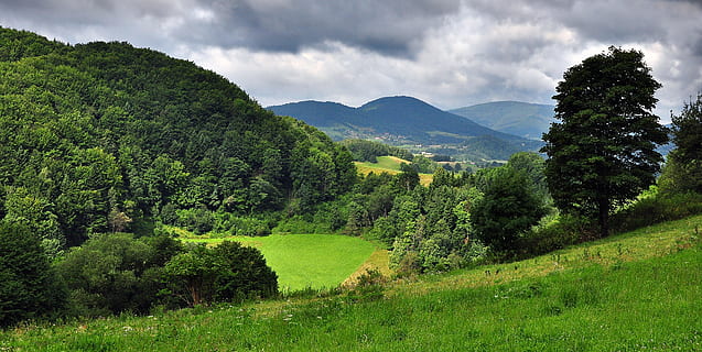 verde, erba, alberi, paesaggio, campo, prato, nuvole, vista, foresta, montagne, Beschidi, Polonia, Bel paesaggio, natura, albero, pianta, scenics - natura, ambiente, colore verde, bellezza nella natura, cielo, nuvola - cielo, terra, montagna, la tranquillità, scena tranquilla, scena non urbana, nessuno, catena montuosa, all'aperto, bosco, coltura del tè, 4K, CC0, dominio pubblico, privo di copyright