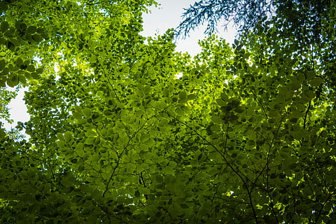 skog, løvtrær, tre, krone, natur, krone, farger, grønn, lys, Tsjekkisk Republikk, sol, grønn farge, dag, utendørs, ingen folk, anlegg, tre, vekst, blad, plante del, skjønnhet i naturen, lav vinkel visning, ro, friskhet, sollys, gren, himmel, løvverk, mat og Drikke, blader, vår, 5K, CC0, offentlig domene, opphavsrett gratis