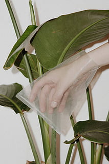 Person, Plastiktüte, Hand, Abdeckung, Plastikverpackung, Blatt, Pflanze, Kunststoff, Tasche, menschliche Hand, echte Menschen, eine Person, halten, menschliches Körperteil, grüne Farbe, Nahansicht, Pflanzenteil, Natur, drinnen, Wachstum, Blume, blühende Pflanze, nicht erkennbare Person, Lebensstile, Frau, Finger, Pflege, 5K, CC0, gemeinfrei, lizenzfrei