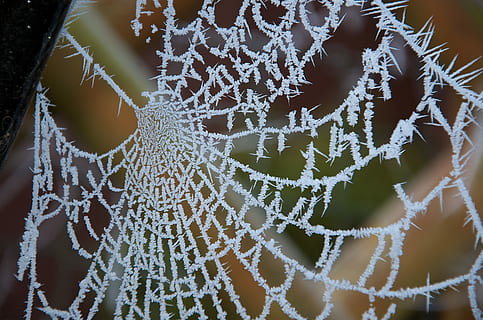 eisig, Web, Spinne, Spinnennetz, Netz, Nahansicht, keine Leute, drinnen, Tag, Natur, Muster, Fokus auf den Vordergrund, Zerbrechlichkeit, Verletzlichkeit, Winter, Schönheit in der Natur, kalte Temperatur, Pflanze, weiße Farbe, Vollbild, Frost, Schnee, Eis, gefroren, 4K, CC0, gemeinfrei, lizenzfrei