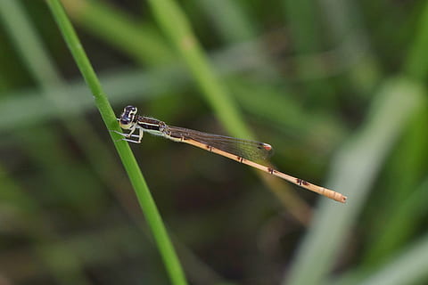 damselfly, insectă, insectoidă, înaripat, gândac, insectă zburatoare, insectă înțepată, a închide, creatură, animale sălbatice, entomologie, artropod, biologie, faună, natură, zygoptera, nevertebrat, animale tematice, animal, un animal, animale în sălbăticie, plantă, să se concentreze asupra primelor elemente, Culoarea verde, animal aripă, zi, nici o persoana, în aer liber, iarbă, libelulă, parte a plantelor, fir de iarbă, 4K, CC0, domeniu public, fără drepturi de autor