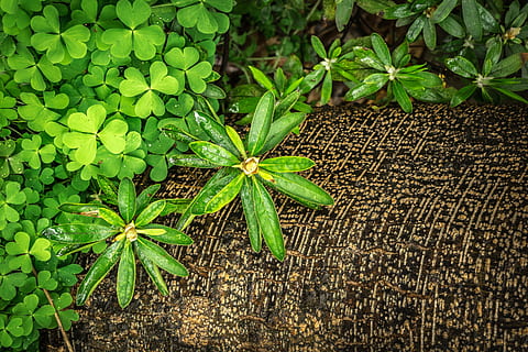 green, leafed, plant, ground, Shamrock, Clover, Grass, Spring, Nature, gregarious, plants, good luck, abstract, wood, leaf, trickle, green color, growth, no people, plant part, high angle view, beauty in nature, close-up, day, freshness, outdoors, directly above, field, fragility, tranquility, food and drink, pattern, botany, 4K, CC0, public domain, royalty free